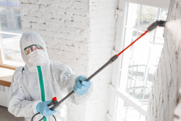  Vineyard, CA Mold Removal Pros