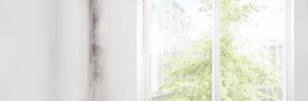 Best Mold Odor Removal Services  in Vineyard, CA
