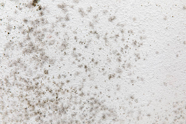 Environmental Consulting for Mold Prevention in Vineyard, CA