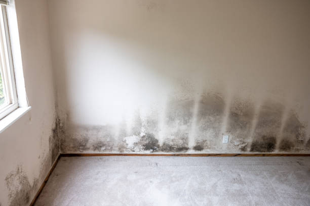 Best Dehumidification Services  in Vineyard, CA