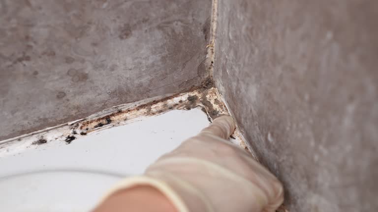 Best Commercial Mold Inspection  in Vineyard, CA