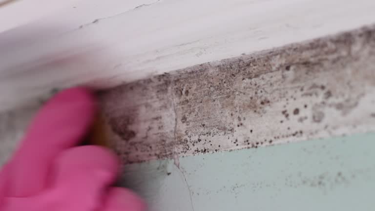 Best Crawl Space Mold Remediation  in Vineyard, CA